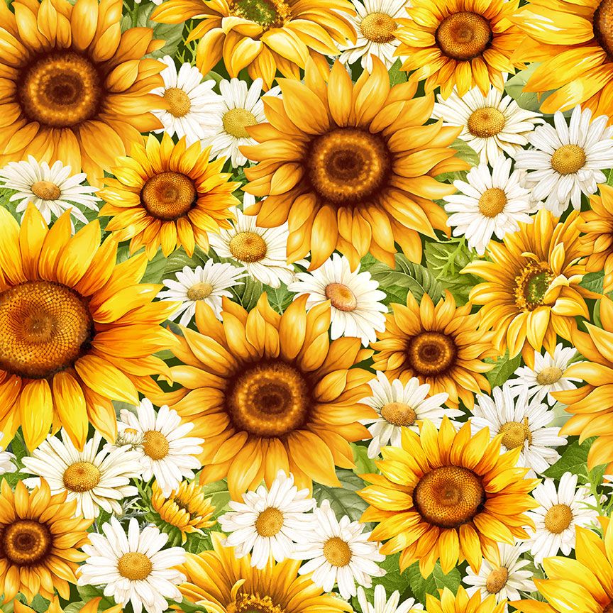 Packed Daisies and Sunflowers